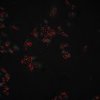image 57