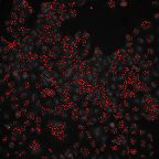 image 969